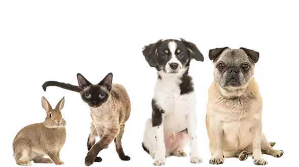 A cat, dog and rabbit for Everypaw's Pet Insurance for Older Pets