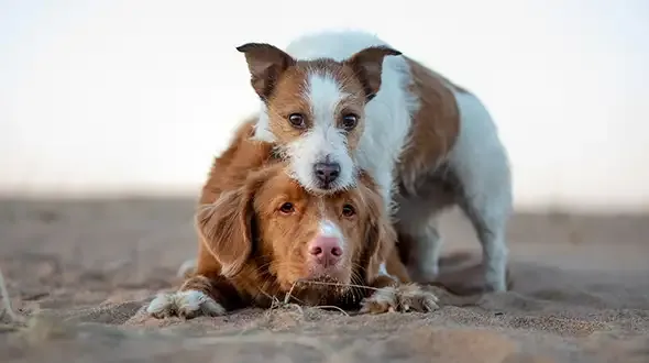 Two older dogs relaxing in a field