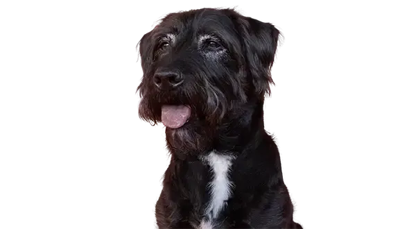 An older dog for pet insurance for older pets
