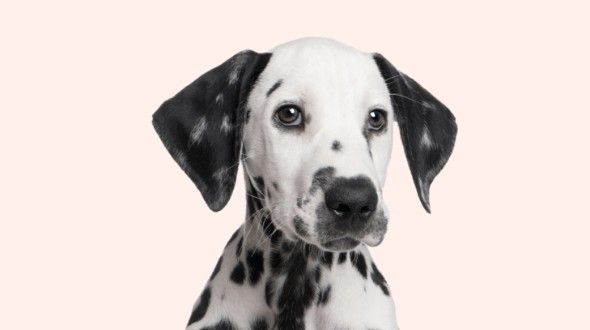 A Dalmatian choosing which pet insurance