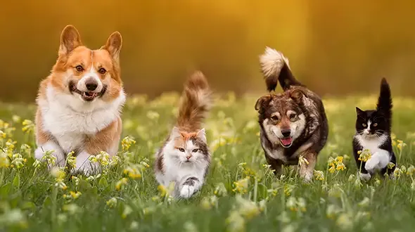 Four animals for Everypaw's Multi-pet Insurance