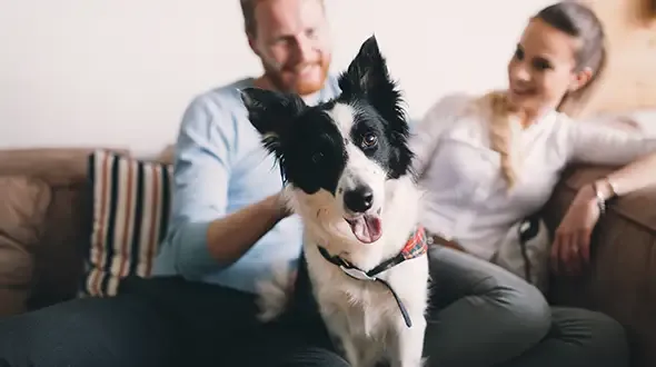 Get an Everypaw Pet Insurance quote