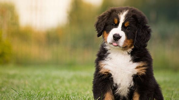 Burnese puppy sat with its tongue sticking out