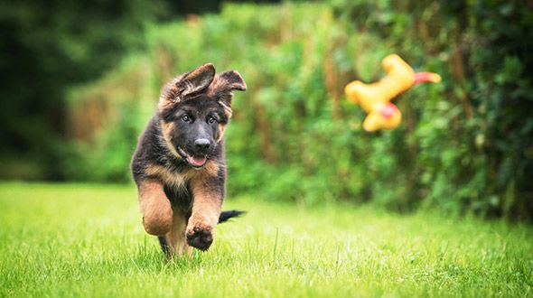 German Shepherd Puppy running after a toy