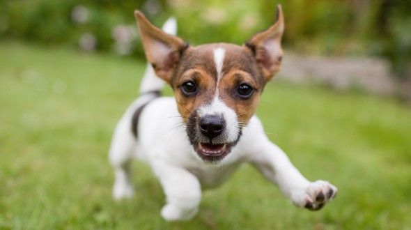 energetic jack russell bounding around a garden