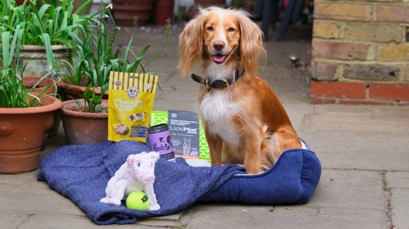 A puppy with their Everypaw Welcome Box
