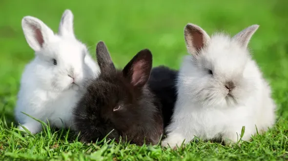 English angora rabbit care clearance