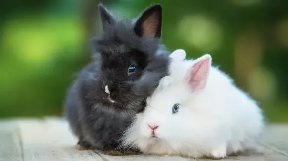 A black and a white Angora rabbit sitting on a table
