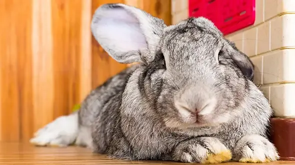 Blue continental giant rabbit clearance