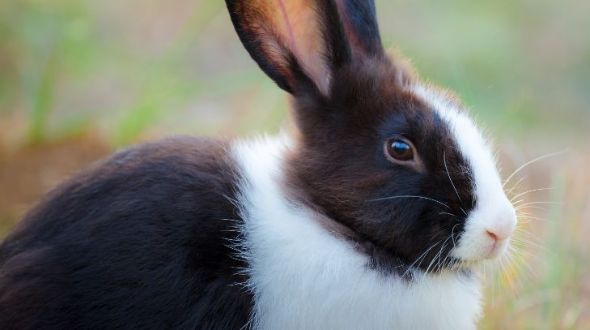 Dutch Rabbit Insurance and Health Advice Everypaw