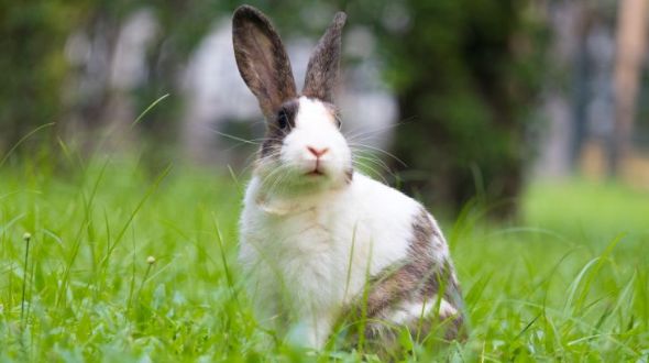 A fawn and white Dutch Rabbit in a garden