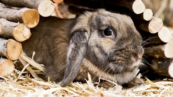 Dwarf Lop Rabbit in a shelter