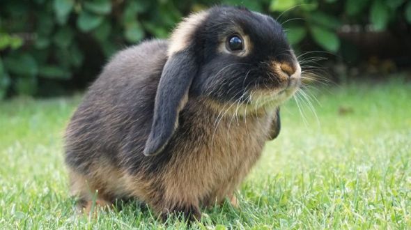 Dwarf lop shop ear