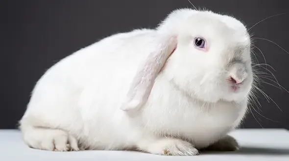 German lop rabbit 2025