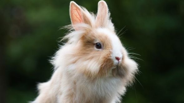 A fluffy Lionhead rabbit