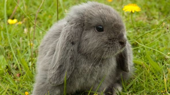 Mini lop shop rabbit breeds