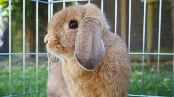 Orange mini hot sale lop rabbit