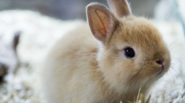 Dwarf rabbit sales care