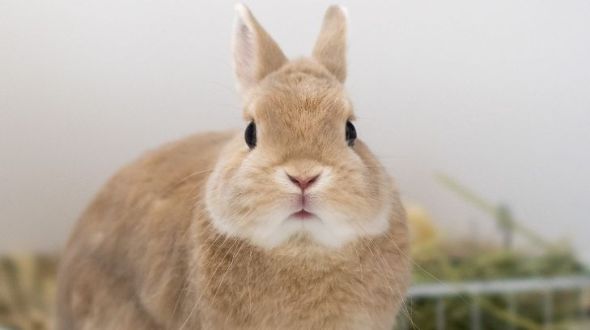 Netherland dwarf hot sale rabbit dwarf bunny