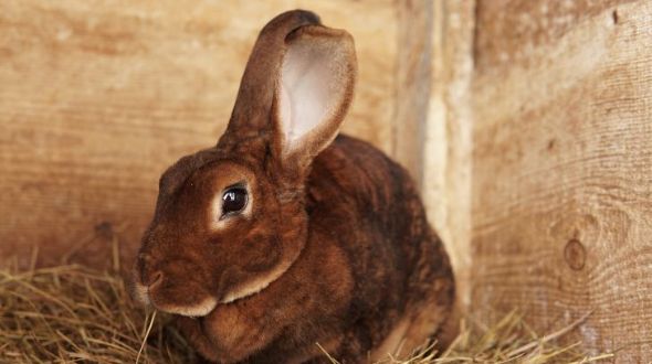 Rex Rabbit Insurance and Health Advice Everypaw