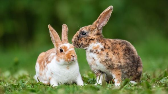 Rex rabbit sales