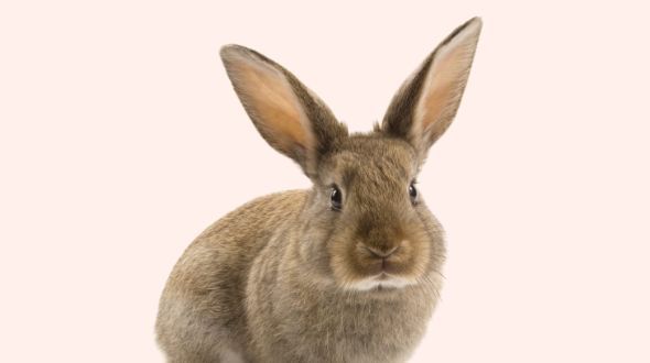 A dark grey brown rabbit