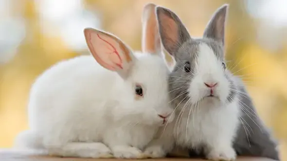 Two rabbits on a bench