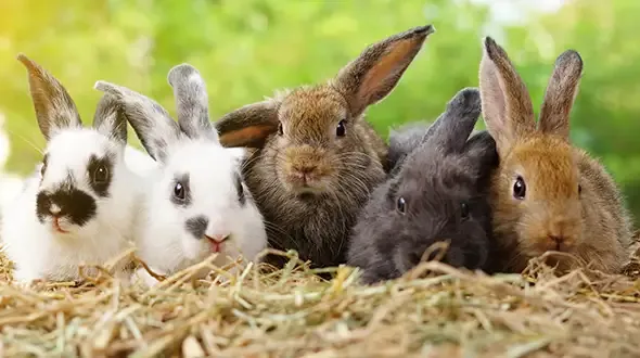 Multiple rabbits sitting on hay