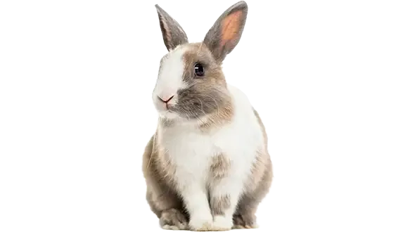 Pet insurance for older rabbits