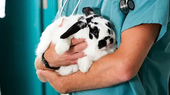 A rabbit being held by a vet