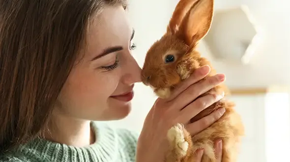 A rabbit being cuddled by its owner