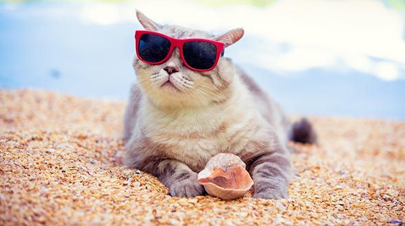 Cat wearing sunglasses lying on a sandy beach