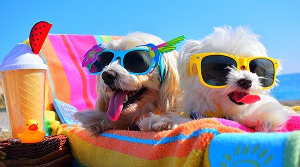 Two dogs relaxing on a sun lounger