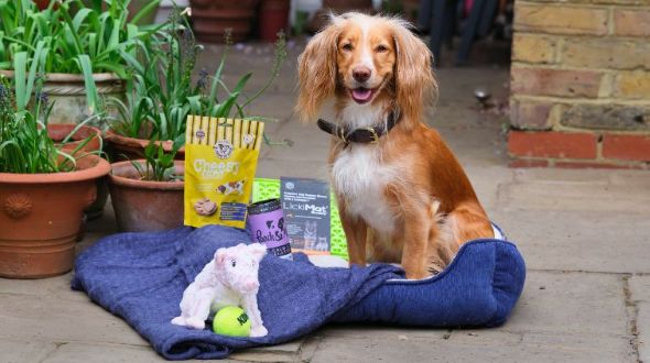 Free Flea and Worming Treatment Everypaw