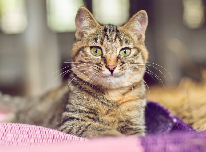 domestic-shorthair-banner.jpg