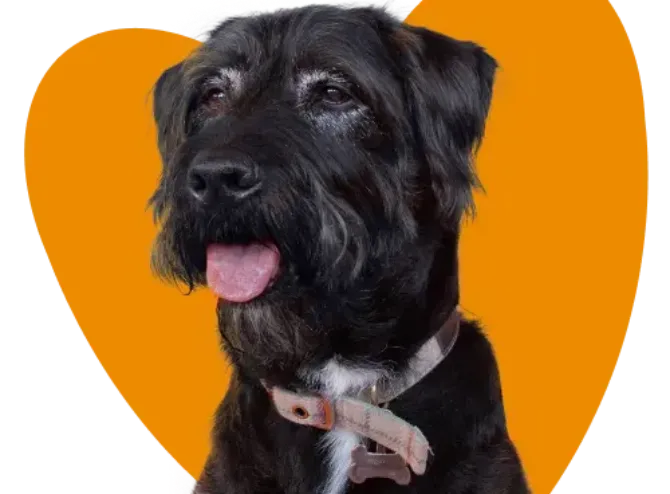 Can You Get Pet Insurance for an Older Dog: A Complete Guide