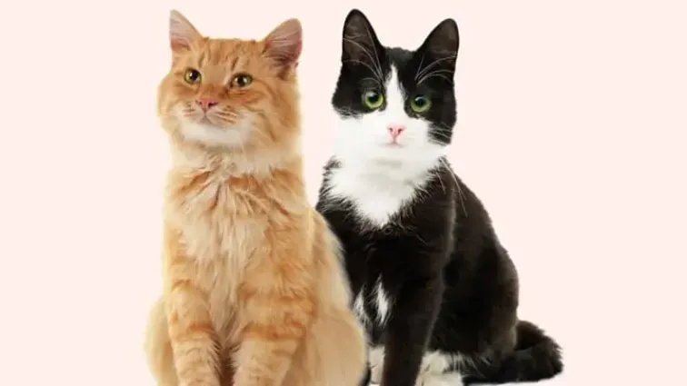 Everypaw cat insurance image of two cats