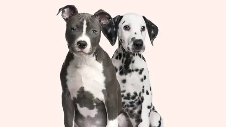 A Staffordshire Bull Terrier and a Dalmatian Everypaw Dog Insurance