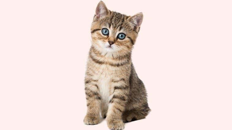 Kitten insurance best sale