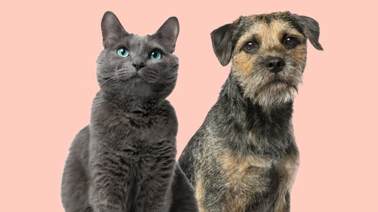 Best lifetime online pet insurance