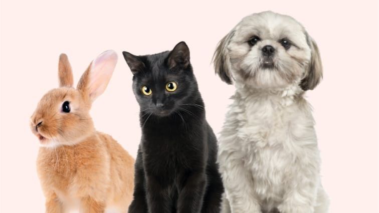 Happy paws pet insurance shop