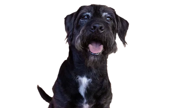 Senior dog for Everypaw's Pet Insurance for Older Pets
