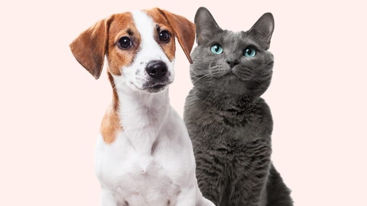 Pet Insurance Compare Cover and Quotes | Everypaw