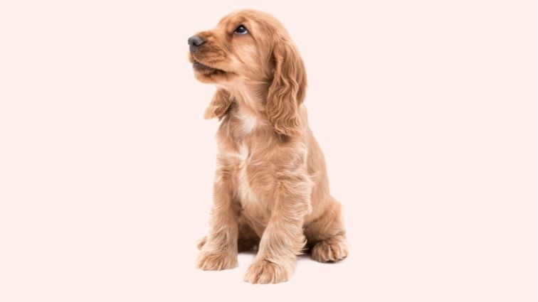 A Puppy looking up to Everypaw's Puppy Insurance header