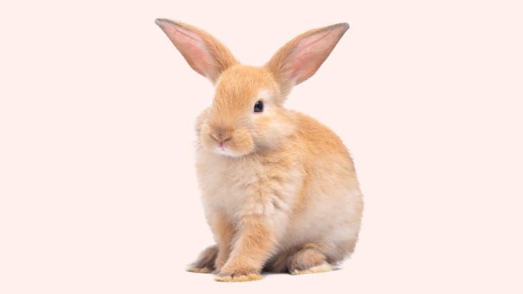 A rabbit for Everypaw's Rabbit Insurance