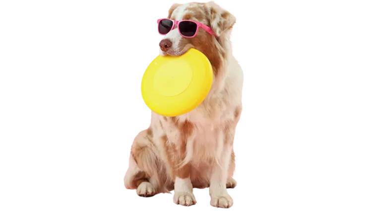 Dog in sunglasses holding a yellow frisbee