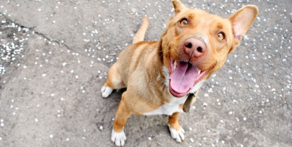 Questions You Should Ask Yourself Before You Buy a Dog Everypaw