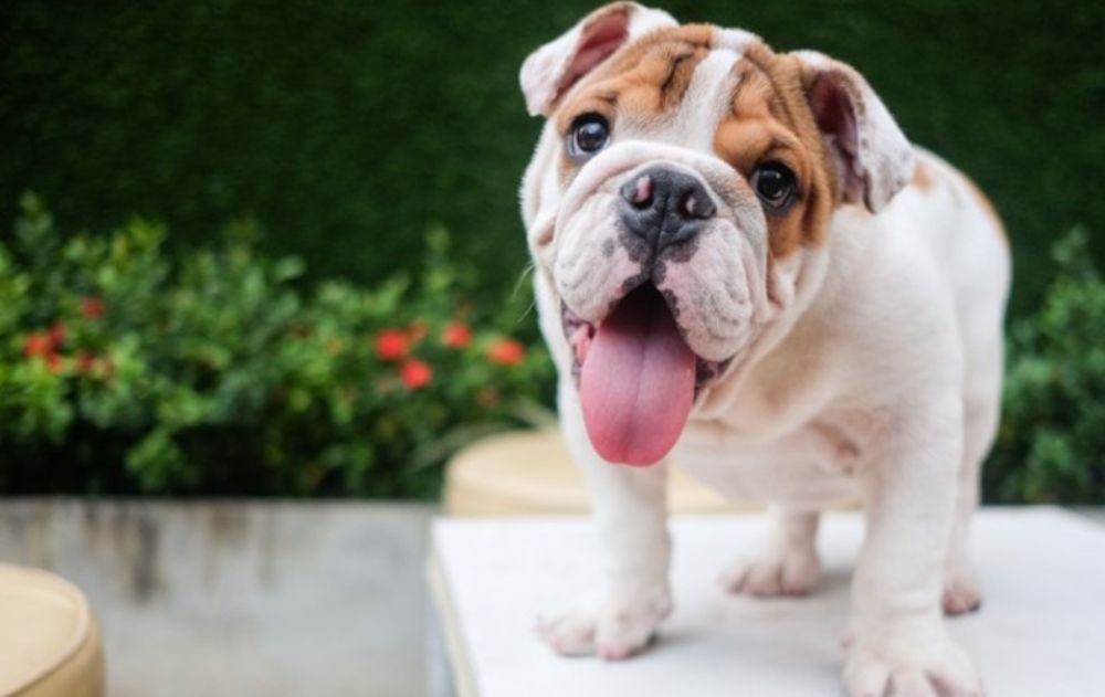 All You Need to Know About Puppy Vaccinations Everypaw