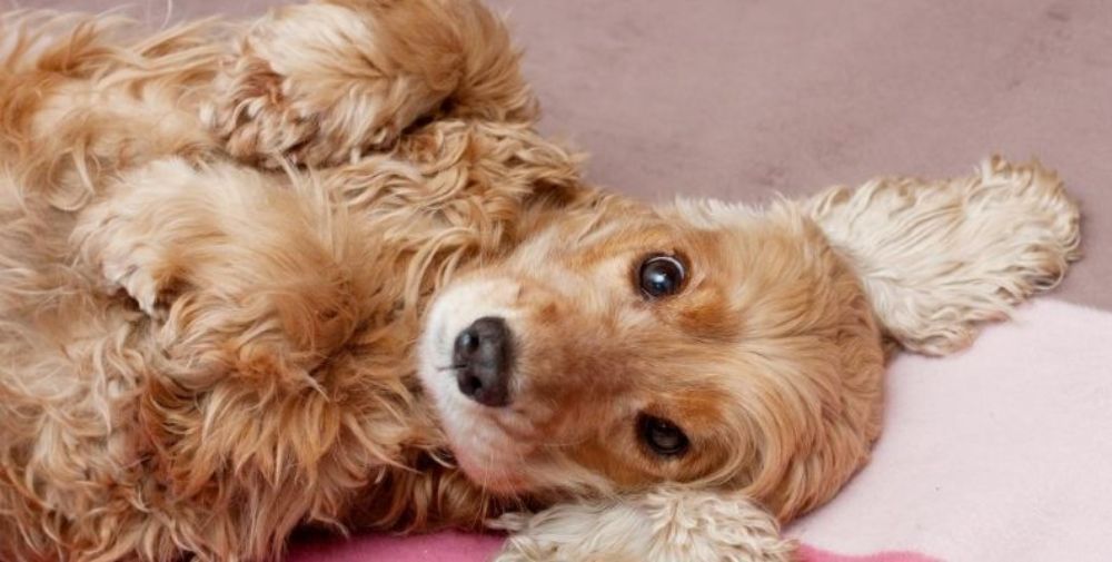 A fluffy Cocker Spaniel laying on its back