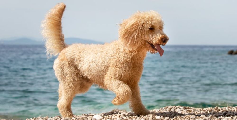 A small Poodle at the beach